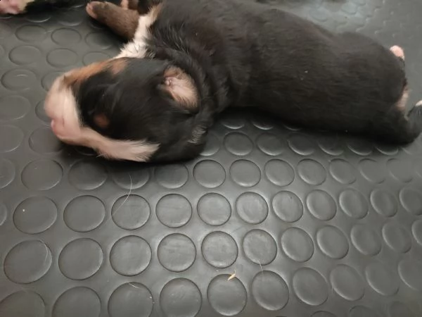 cuccioli di bovaro del bernese | Foto 0