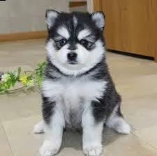 regalo husky  pomeranian mix maschio e femmina pomsky  amichevole e ha un grande temperamento a
