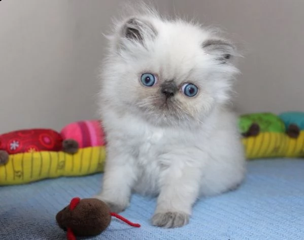 regalo gattini persiani per ladozione  ho 2 splendide gattino femmine e maschio  persiano uno  un