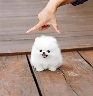 regalo  cuccioli volpino pomerania 