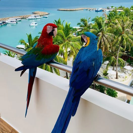 pappagalli parlanti e da riproduzione