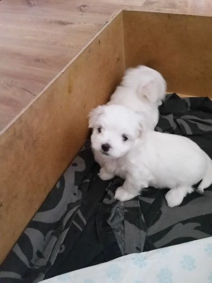bellissimo cucciolo maltese per regalo
