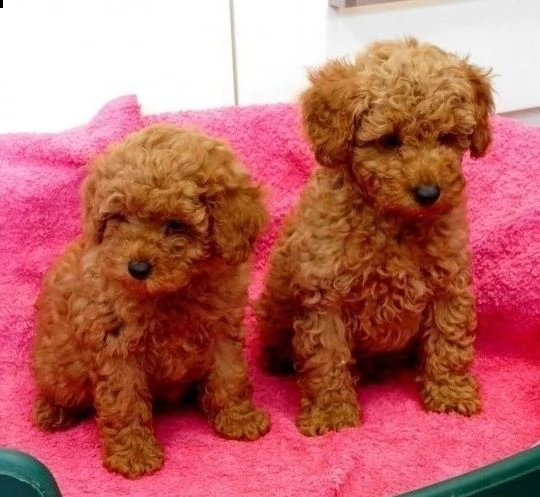 cuccioli di barboncino toy | Foto 0