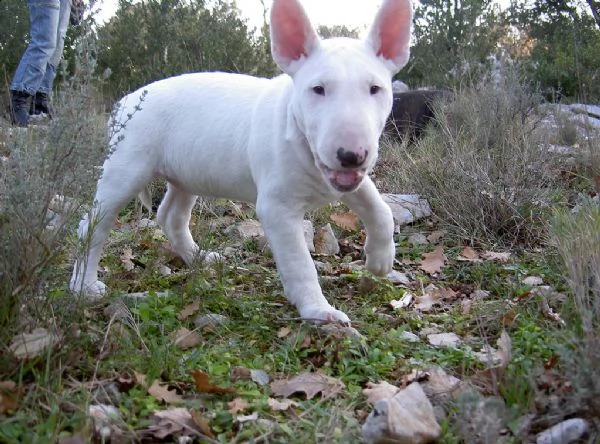 vendita bull terrier 2