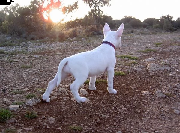vendita bull terrier 2 | Foto 0