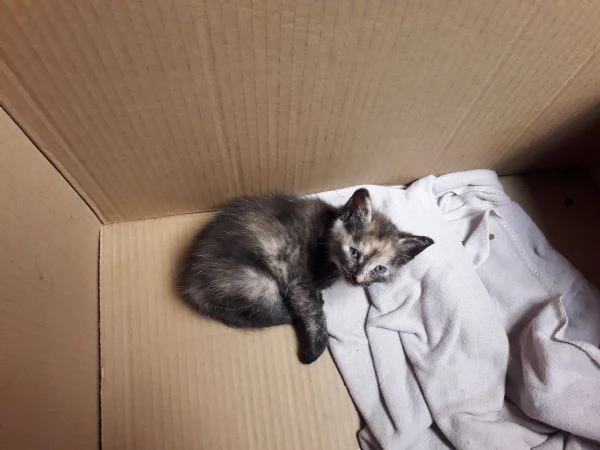 Regalo gattini nati 2 agosto  | Foto 0