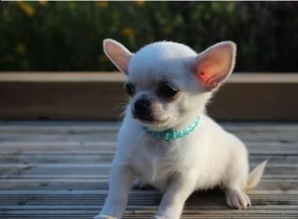 bellissima chihuahua bambini