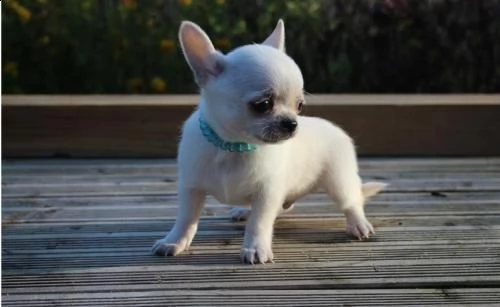 bellissima chihuahua bambini | Foto 0