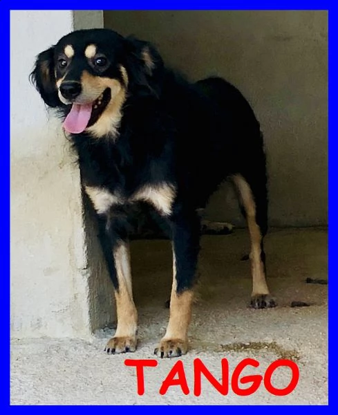 tango 4 anni timoroso ma curioso nato praticamente in canile vuole solo conoscere il mondo 
