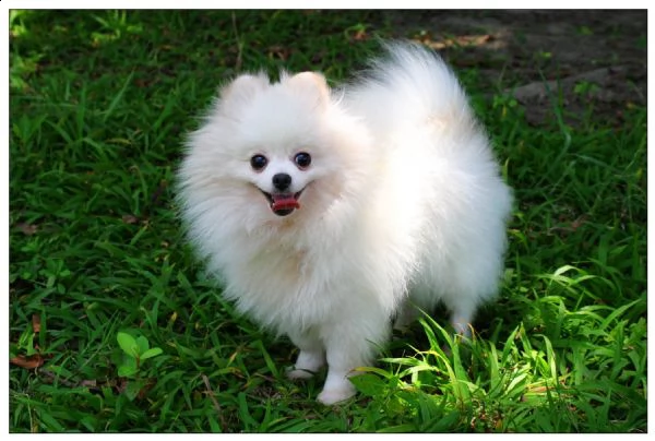 cucciolo pomeranian per adozione gratuita