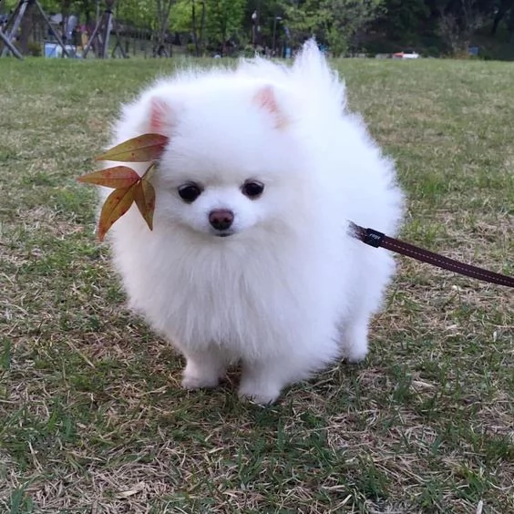 cucciolo pomeranian per adozione gratuita | Foto 0