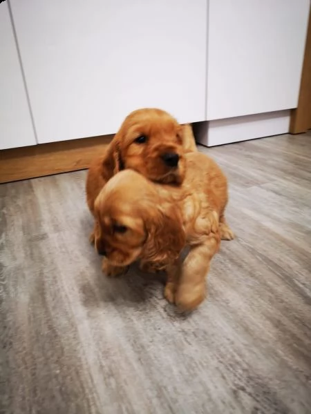 cuccioli di cocker spaniel inglese fulvi
