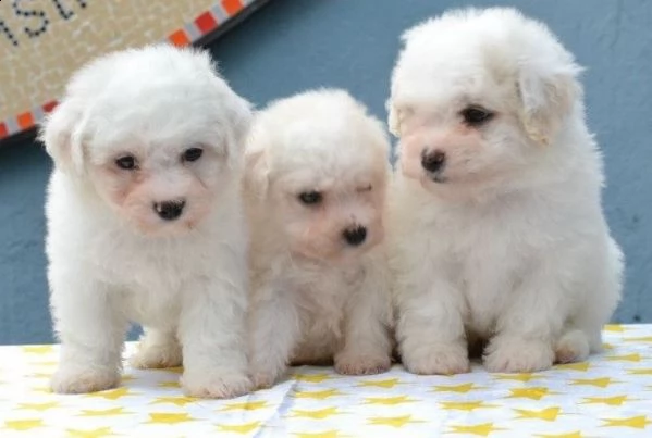 cuccioli di maltesi mini toy 