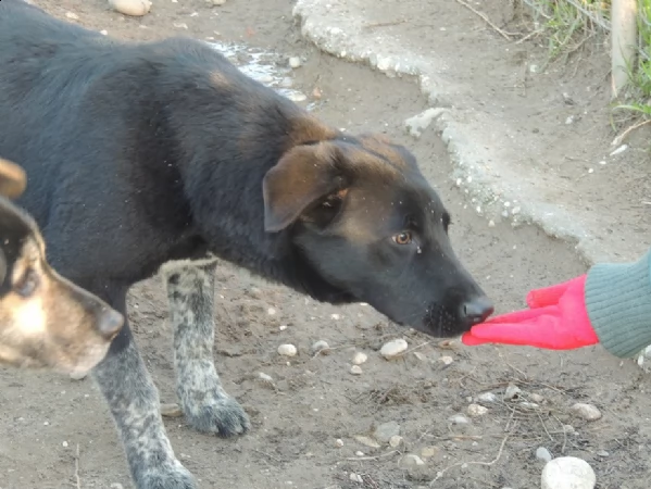 leon cagnolone con il terrore negli occhi attende un miracolo | Foto 2