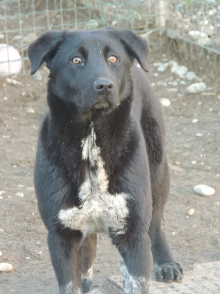 leon cagnolone con il terrore negli occhi attende un miracolo