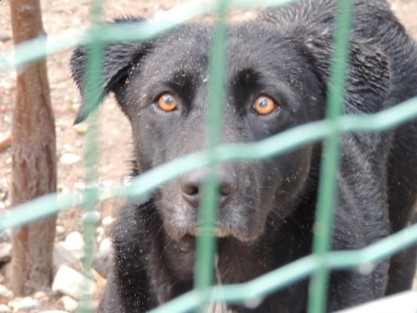 leon cagnolone con il terrore negli occhi attende un miracolo | Foto 0