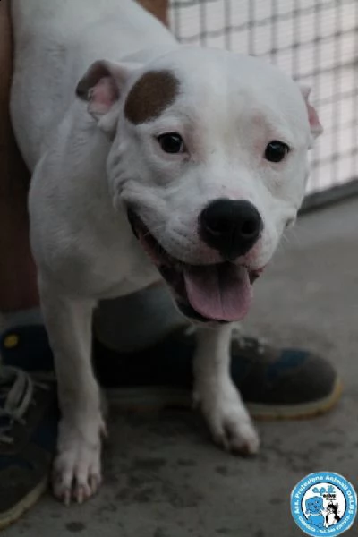 romeo amstaff giovane vulcano di energia un p indisciplinato