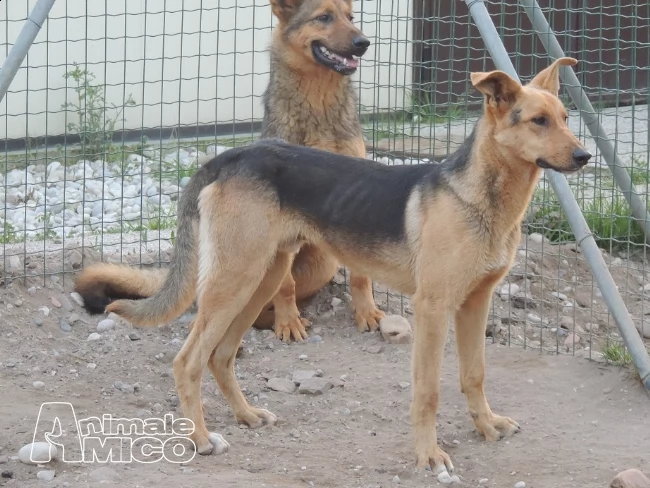 2 lupetti che stanno deperendo in gabbia | Foto 1