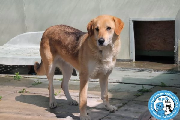 brenda giovane femmina timida remissiva e coccola  | Foto 0