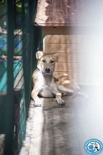 cheyenne cagnolina meno di 1 anno buona ma schiva e diffidente  | Foto 2