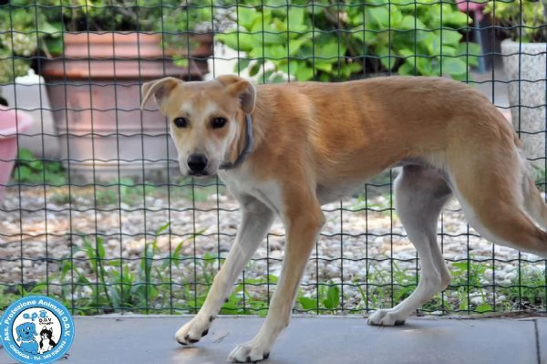 cheyenne cagnolina meno di 1 anno buona ma schiva e diffidente 