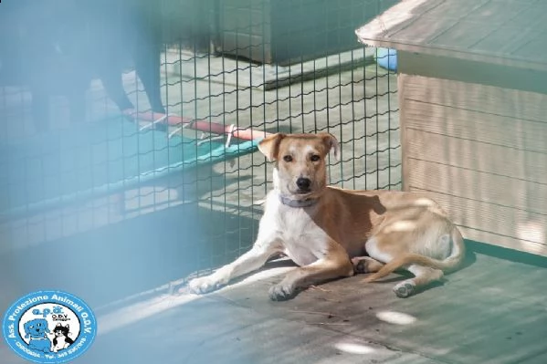 cheyenne cagnolina meno di 1 anno buona ma schiva e diffidente  | Foto 0