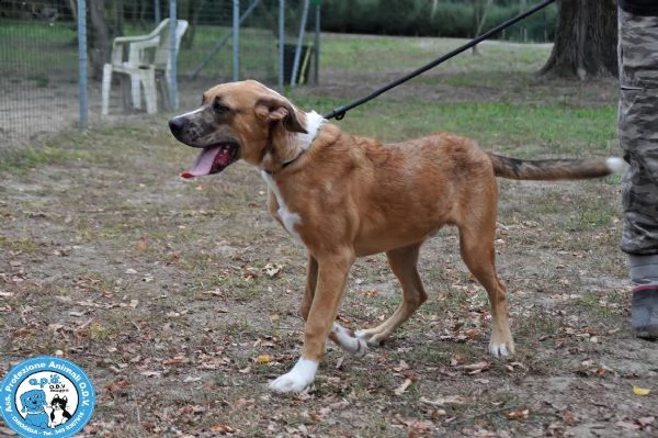 zeus maschietto di 78 mesi con temperamento deciso  | Foto 3