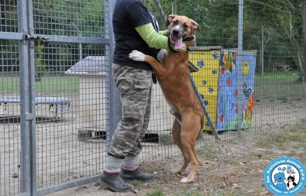 zeus maschietto di 78 mesi con temperamento deciso  | Foto 2