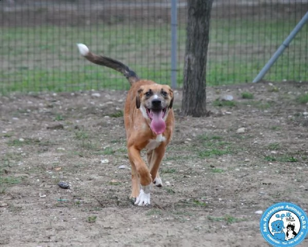 zeus maschietto di 78 mesi con temperamento deciso  | Foto 1