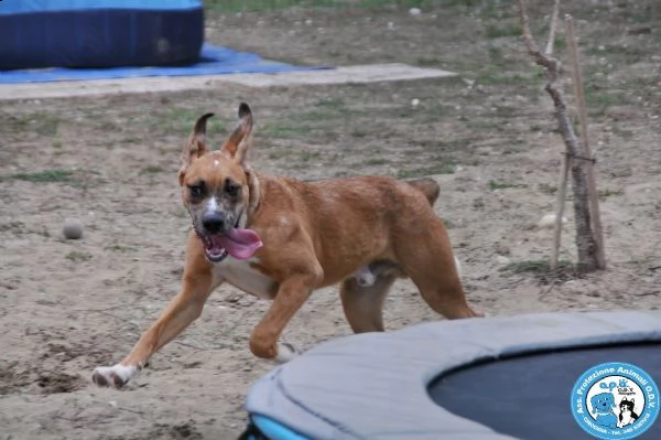 zeus maschietto di 78 mesi con temperamento deciso  | Foto 0