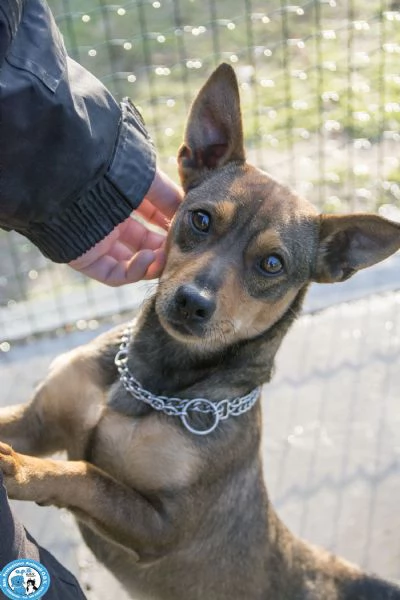 GOLIA mini cagnolino diffidente e in cerca dattenzioni  | Foto 2