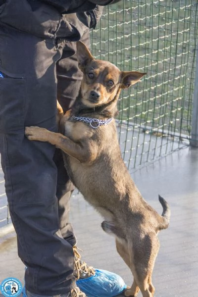 GOLIA mini cagnolino diffidente e in cerca dattenzioni  | Foto 0