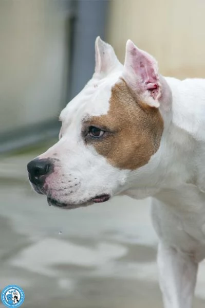 MAYA amstaff femmina stupenda vivace e gioiosa  | Foto 3