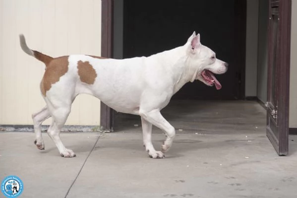 MAYA amstaff femmina stupenda vivace e gioiosa  | Foto 2