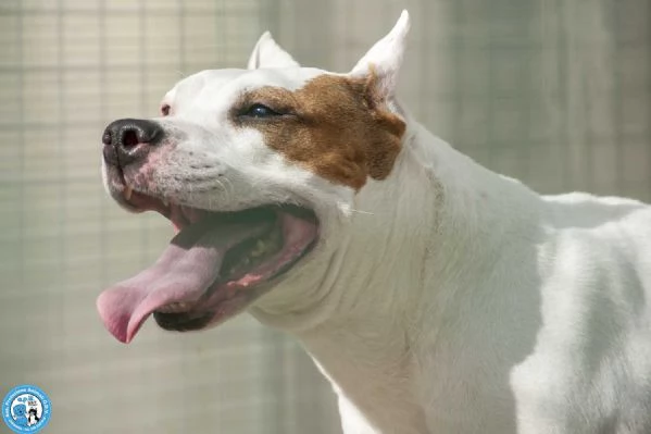 MAYA amstaff femmina stupenda vivace e gioiosa  | Foto 1