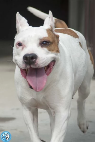 MAYA amstaff femmina stupenda vivace e gioiosa  | Foto 0