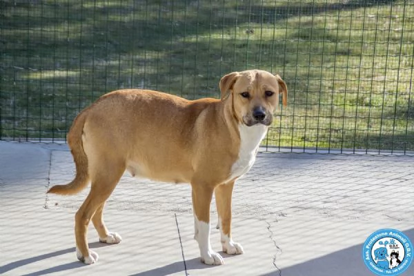 LAIKA amstaff femmina carattere tipico della razza e paurosa | Foto 3