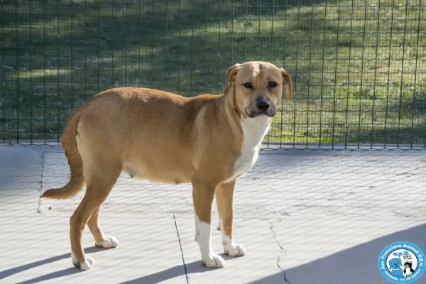 LAIKA amstaff femmina carattere tipico della razza e paurosa | Foto 0