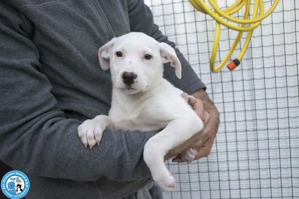 4 DELIZIE 4 femmine incrocio pittamstaff di 3 mesi | Foto 2