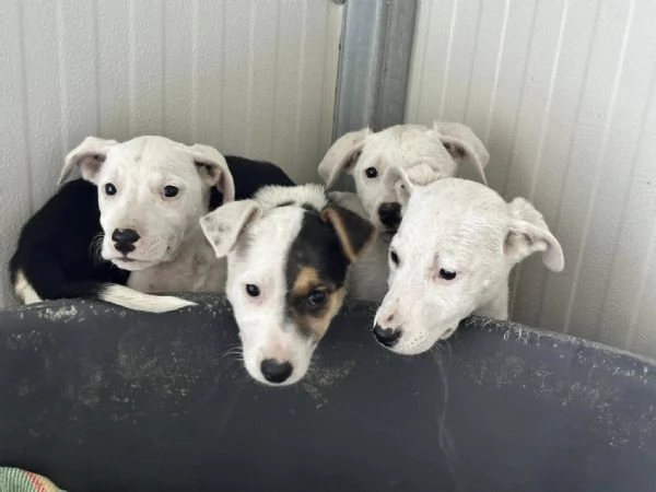 4 DELIZIE 4 femmine incrocio pittamstaff di 3 mesi