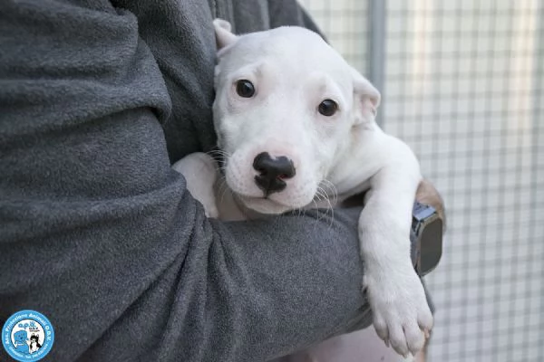 4 DELIZIE 4 femmine incrocio pittamstaff di 3 mesi | Foto 0