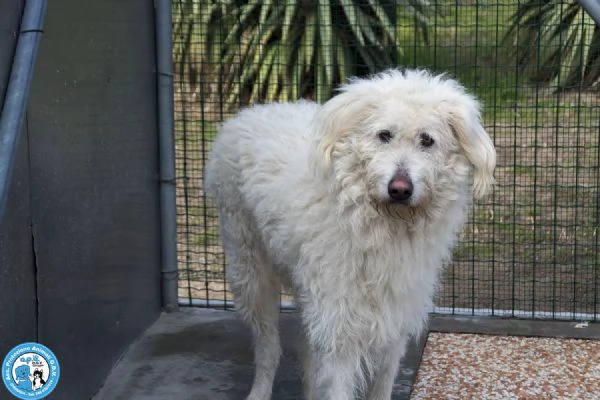 GREGORY giovane maschio vivace ma buonissimo | Foto 5