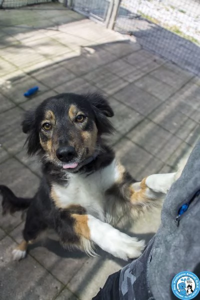 MARIA una cagnolina tranquilla che cerca il suo spazio nel mondo | Foto 3