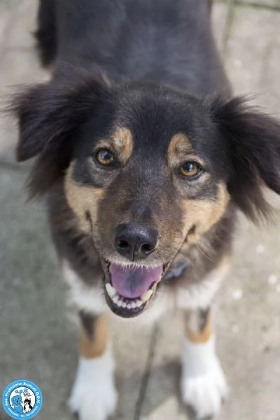 MARIA una cagnolina tranquilla che cerca il suo spazio nel mondo