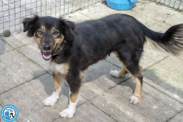 MARIA una cagnolina tranquilla che cerca il suo spazio nel mondo | Foto 2