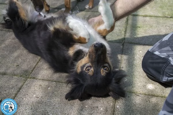 MARIA una cagnolina tranquilla che cerca il suo spazio nel mondo | Foto 1