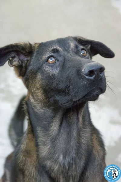 ANUBY  GIOVANE BELLO E VIVACE | Foto 0