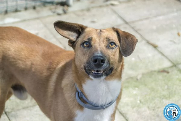 MARIO  UN CANE DA CONQUISTARE CON IL CUORE | Foto 4