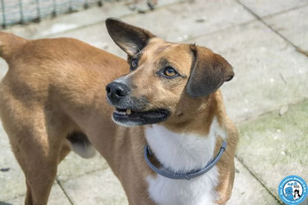 MARIO  UN CANE DA CONQUISTARE CON IL CUORE | Foto 3