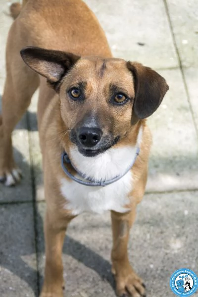 MARIO  UN CANE DA CONQUISTARE CON IL CUORE
